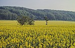 Bild0094.jpg