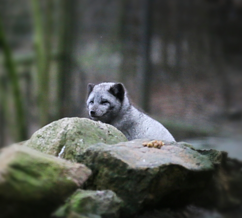 zoo2017_07.jpg