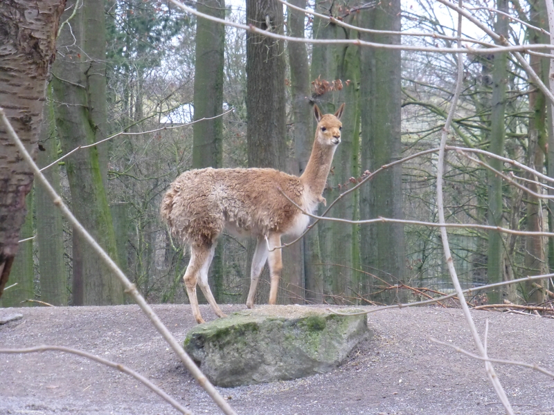 zoo2017_11.jpg