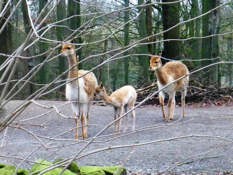 zoo2017_12.jpg